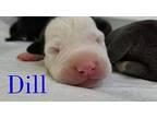 Dill Pit Bull Terrier Puppy Male