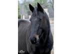 Ivory Tower (trail/pleasure riding) Standardbred Adult - Adoption, Rescue