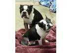Bella & Buccus Boston Terrier Senior - Adoption, Rescue