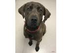 Hershey - Goofball Chocolate Labrador Retriever Young - Adoption, Rescue
