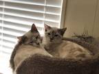 Butters and Chip Siamese Baby - Adoption, Rescue
