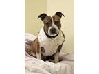 Stella Staffordshire Bull Terrier Adult - Adoption, Rescue