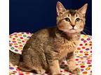 Angelo Abyssinian Baby - Adoption, Rescue