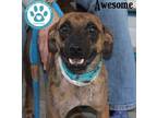 Awesome Mountain Cur Young - Adoption, Rescue