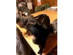 Cindy Lou Who American Shorthair Baby - Adoption, Rescue