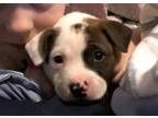 Astrid Pit Bull Terrier Baby - Adoption, Rescue