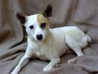 Wishbone Jack Russell Terrier Adult - Adoption, Rescue