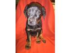 Bruno Rottweiler Baby - Adoption, Rescue