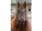 Jessica (companion- free if approved) Standardbred Adult - Adoption, Rescue