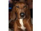 Hershey Redbone Coonhound Adult - Adoption, Rescue