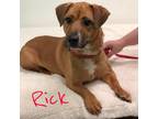 Rick Dachshund Adult - Adoption, Rescue