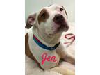 Jen Pit Bull Terrier Adult - Adoption, Rescue