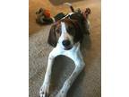 Nash Treeing Walker Coonhound Young - Adoption, Rescue