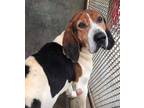 Norman -- SENIOR! NEEDS FOSTER Treeing Walker Coonhound Adult - Adoption, Rescue