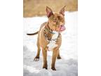 Rusty American Staffordshire Terrier Adult - Adoption, Rescue