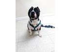 Nikko Staffordshire Bull Terrier Adult - Adoption, Rescue