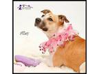 Alley American Staffordshire Terrier Young - Adoption, Rescue
