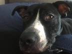 Indian Staffordshire Bull Terrier Young - Adoption, Rescue