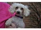 Shilo Poodle Young - Adoption, Rescue