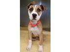 Gemma Pit Bull Terrier Baby - Adoption, Rescue