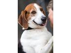 Durant Treeing Walker Coonhound Adult - Adoption, Rescue
