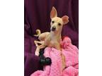 Babe Rat Terrier Young - Adoption, Rescue