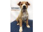 Eeyore American Staffordshire Terrier Baby - Adoption, Rescue
