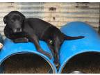 Rugby Black Labrador Retriever Senior - Adoption, Rescue