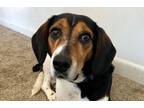 Snoopy Beagle Senior - Adoption, Rescue