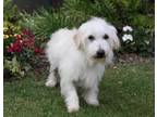 KIRK West Highland White Terrier Westie Young - Adoption, Rescue