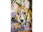 Tim Catahoula Leopard Dog Young - Adoption, Rescue