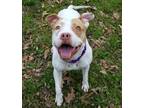Mississippi Queen American Staffordshire Terrier Adult - Adoption, Rescue
