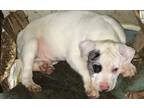 Petey American Staffordshire Terrier Baby - Adoption, Rescue