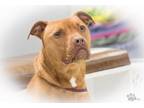 Roxy American Staffordshire Terrier Young - Adoption, Rescue