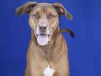 COPPER Redbone Coonhound Adult - Adoption, Rescue