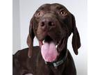 Bopper D180440: NO LONGER ACCEPTING APPLICATIONS German Shorthaired Pointer