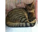 Juno Tabby Young - Adoption, Rescue