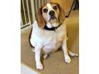 Dallas Beagle Senior - Adoption, Rescue