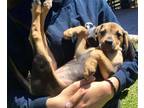 Whiskey pup Beagle Baby - Adoption, Rescue