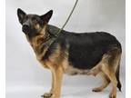 Mya German Shepherd Dog Adult - Adoption, Rescue