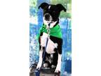 Parker Boston Terrier Adult - Adoption, Rescue