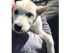 Husky pups Husky Baby - Adoption, Rescue