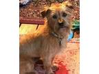 Scooby Cairn Terrier Adult - Adoption, Rescue