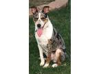 Chloe Catahoula Leopard Dog Young - Adoption, Rescue