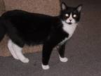 Munchkin "A Fine Tuxedo Cat" Domestic Short Hair Young - Adoption, Rescue