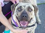 TIGER LILLY Mastiff Young - Adoption, Rescue