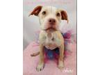 Chai American Staffordshire Terrier Baby - Adoption, Rescue
