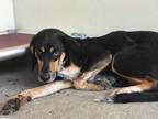 Josephine Black and Tan Coonhound Adult - Adoption, Rescue