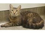 37910577 Darla Tabby Young - Adoption, Rescue