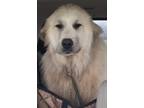 Amos Moses Great Pyrenees Young - Adoption, Rescue